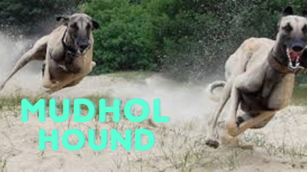 Mudhol hound