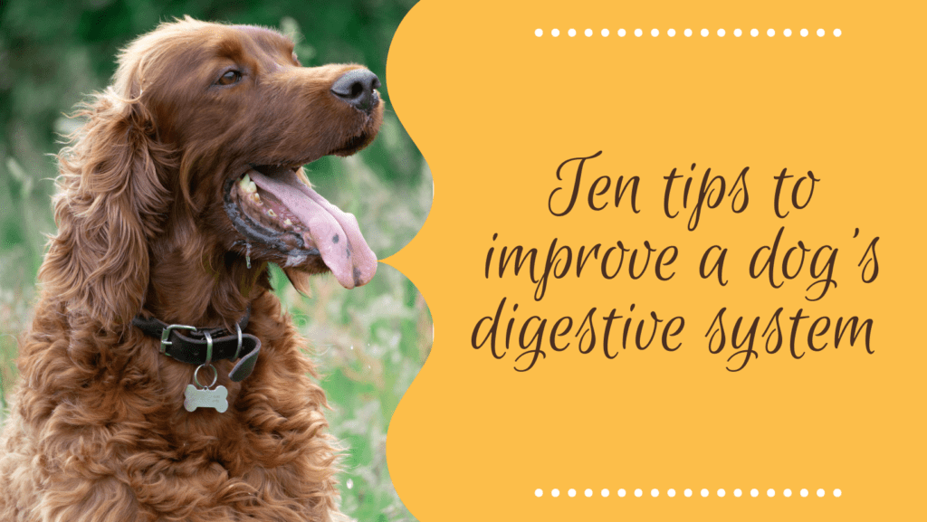 dog's digestive system