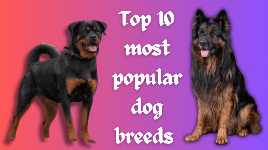 Top 10 most popular dog breeds