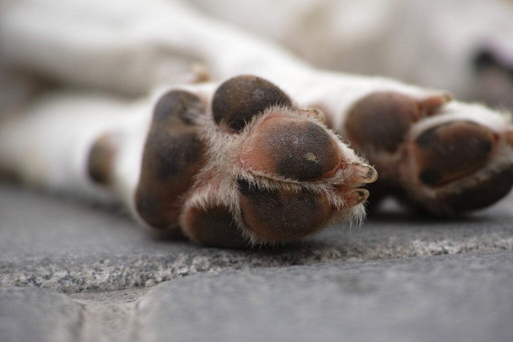 Dog paws