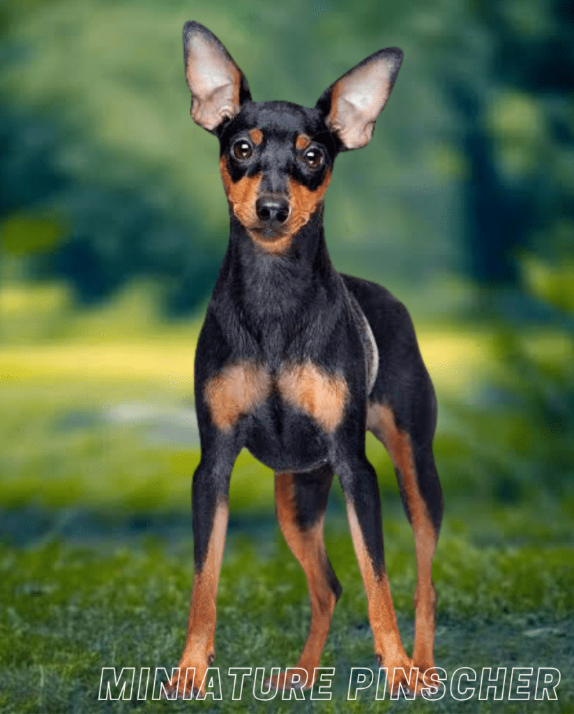 Small Dog Breed