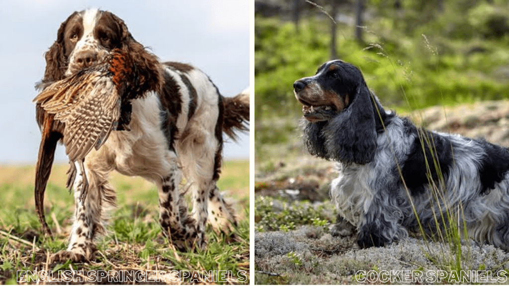 Hunting dog breeds