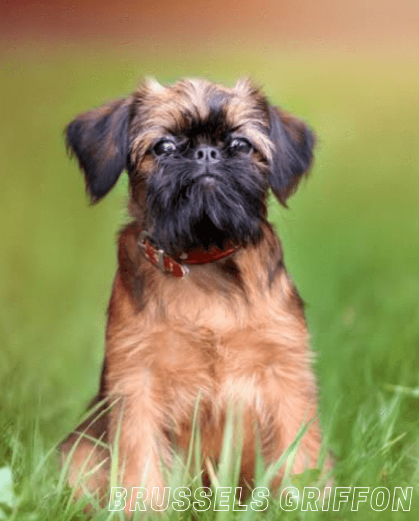 Small Dog Breed