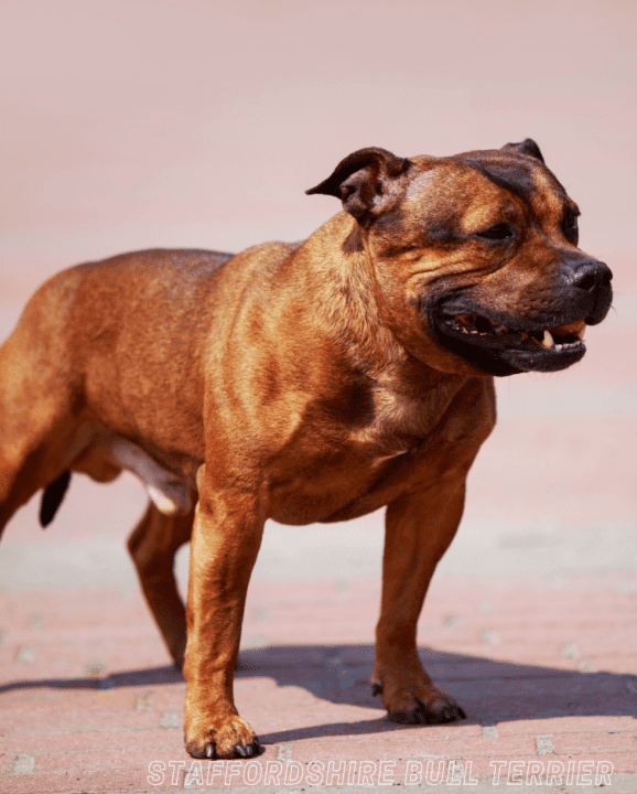 Most Dangerous Dog Breeds