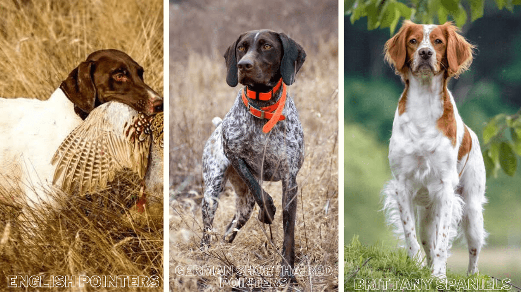 Hunting dog breeds