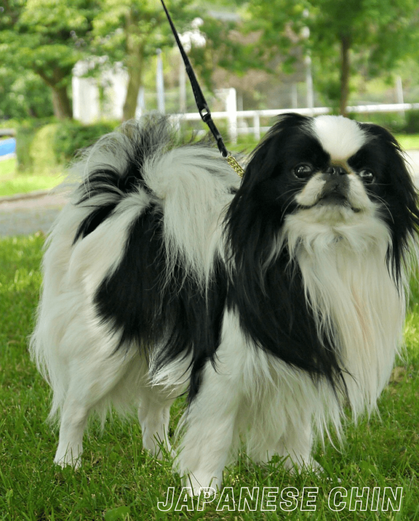 Small Dog Breed