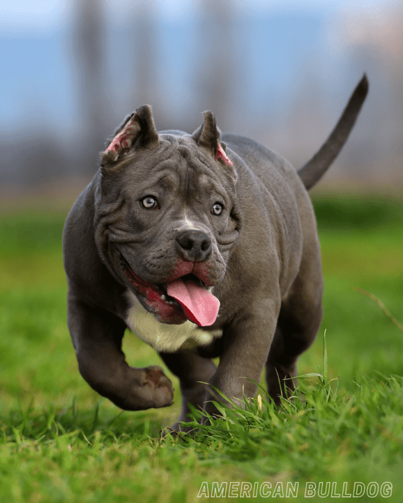 Most Dangerous Dog Breeds