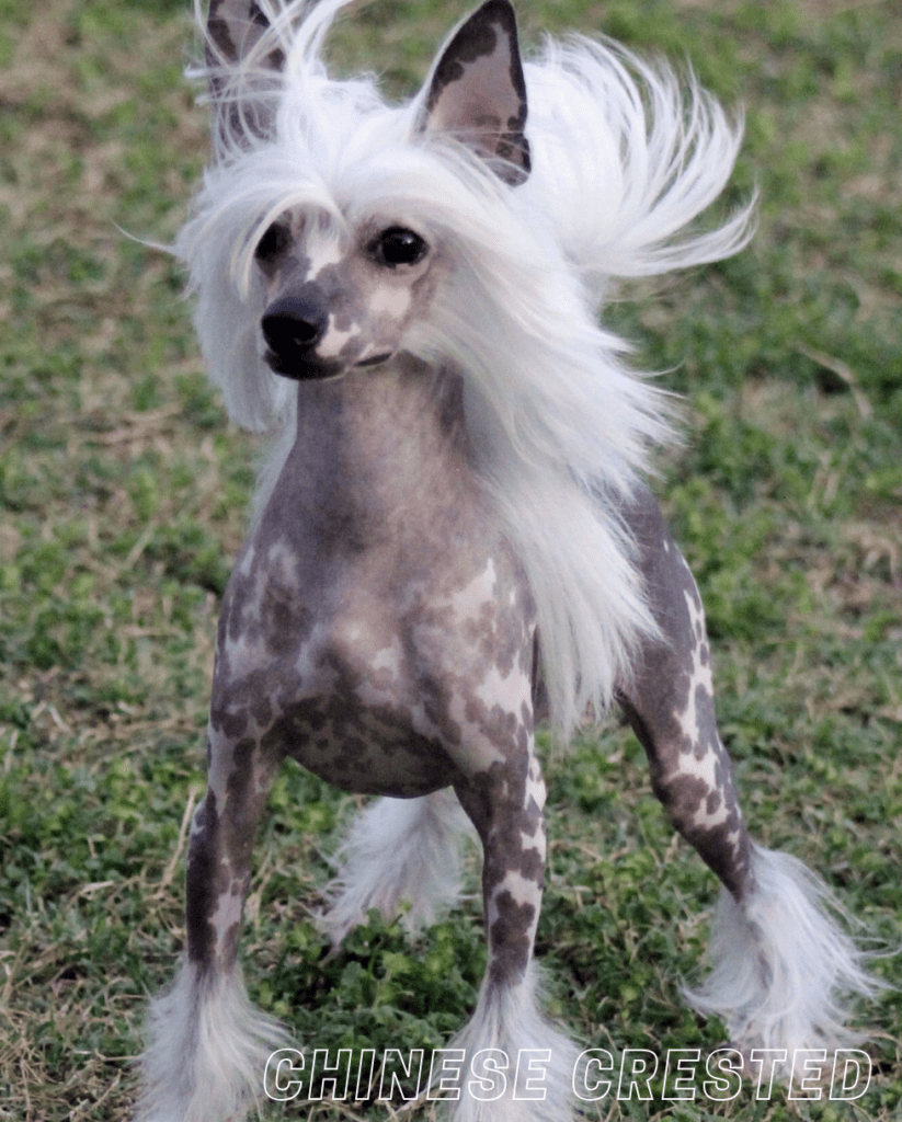 Small Dog Breed