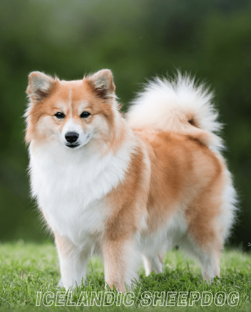 Small Dog Breed