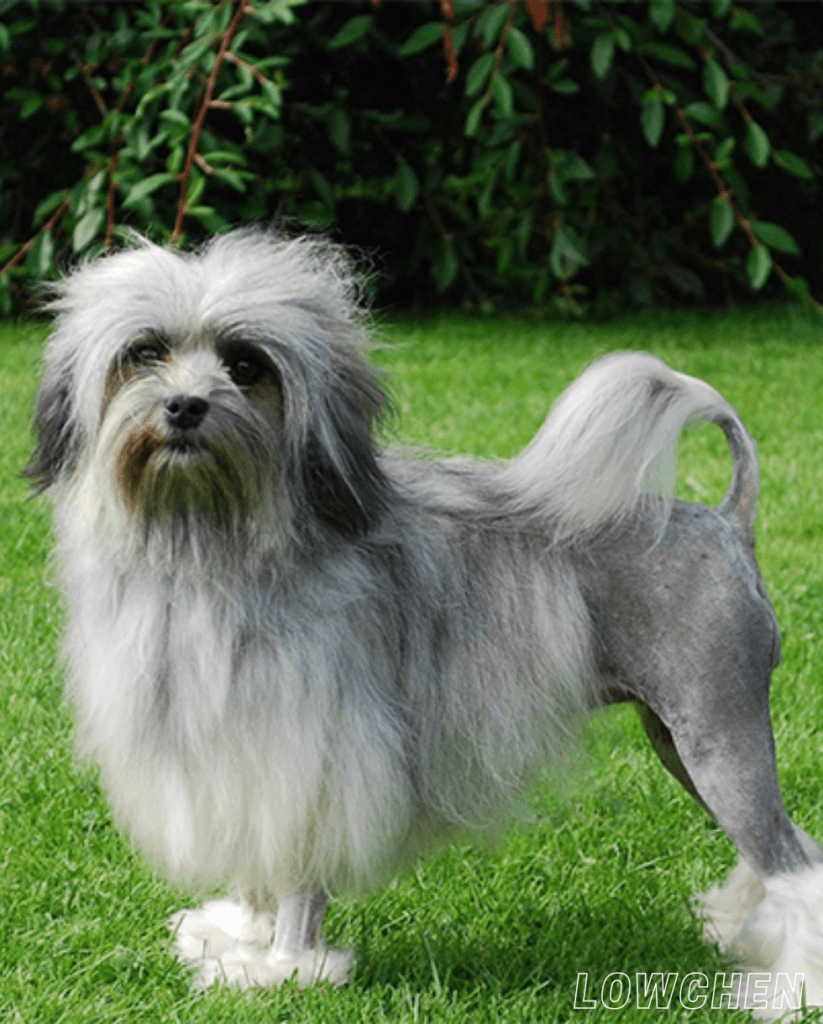 Small Dog Breed