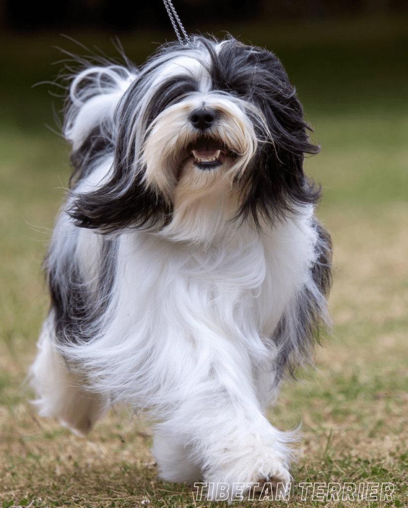 Small Dog Breed