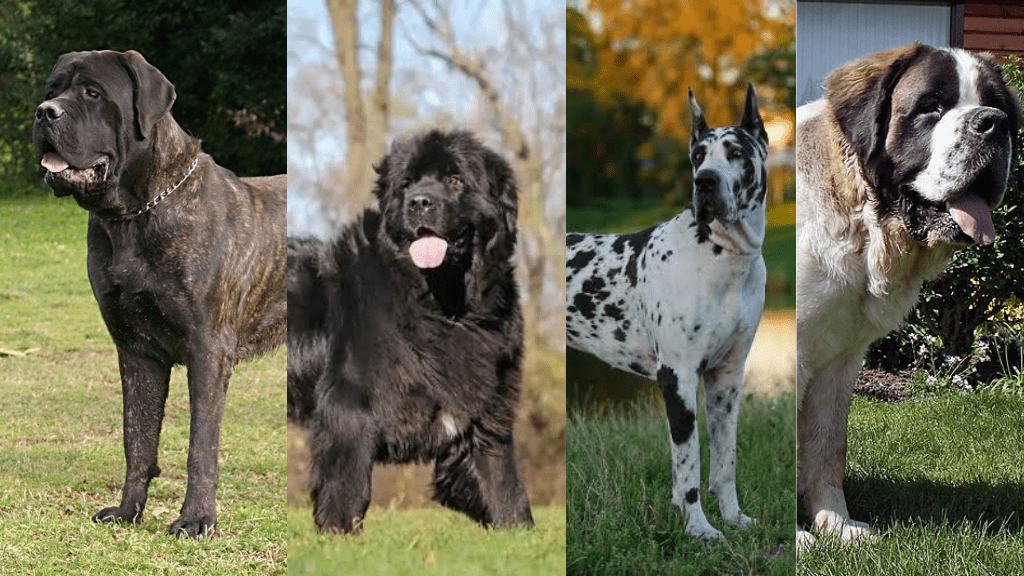 Biggest dog breed