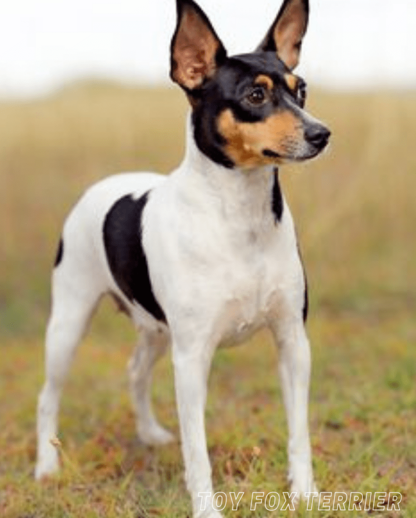 Small Dog Breed