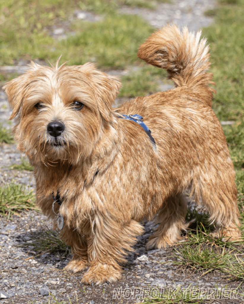 Small Dog Breed