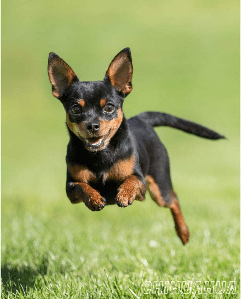 Small Dog Breed