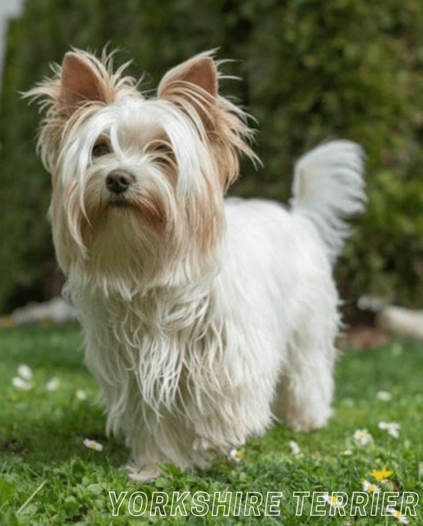 Small Dog Breed