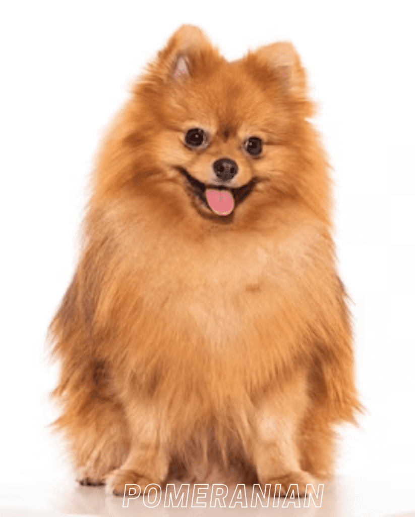 Small Dog Breed