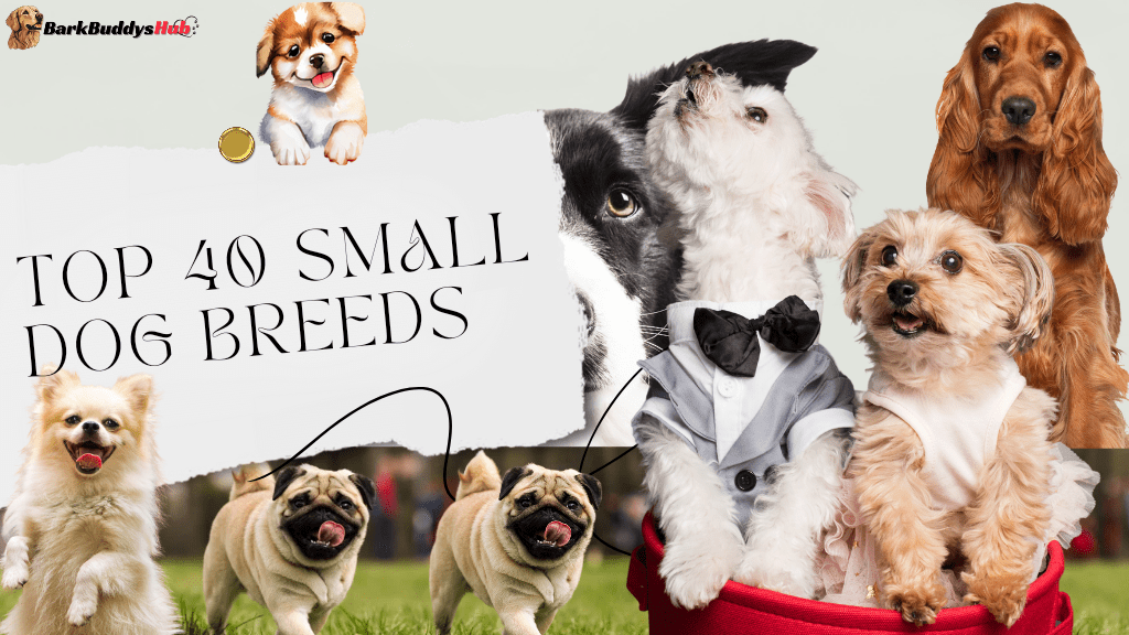 Small Dog Breed