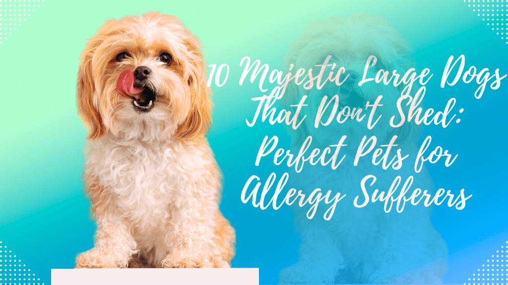 10 Majestic Large Dogs That Don't Shed: Perfect Pets for Allergy Sufferers