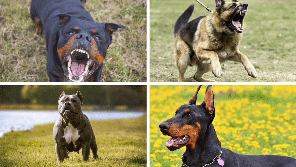 aggressive dog breeds