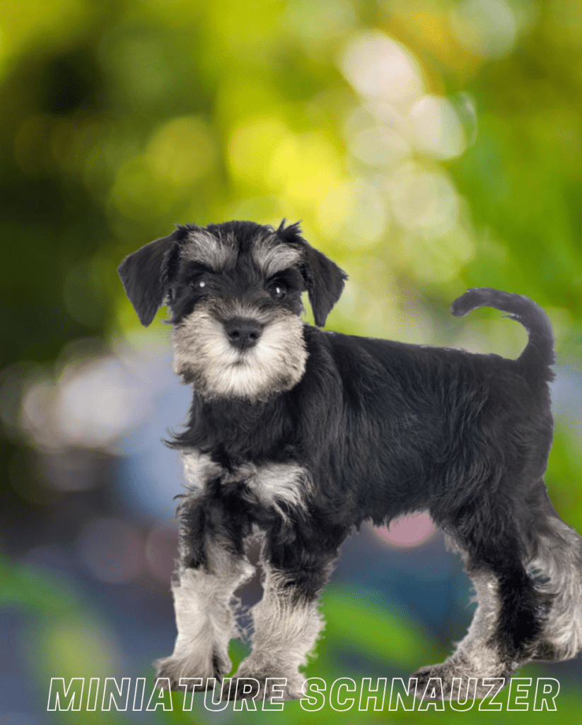 Small Dog Breed