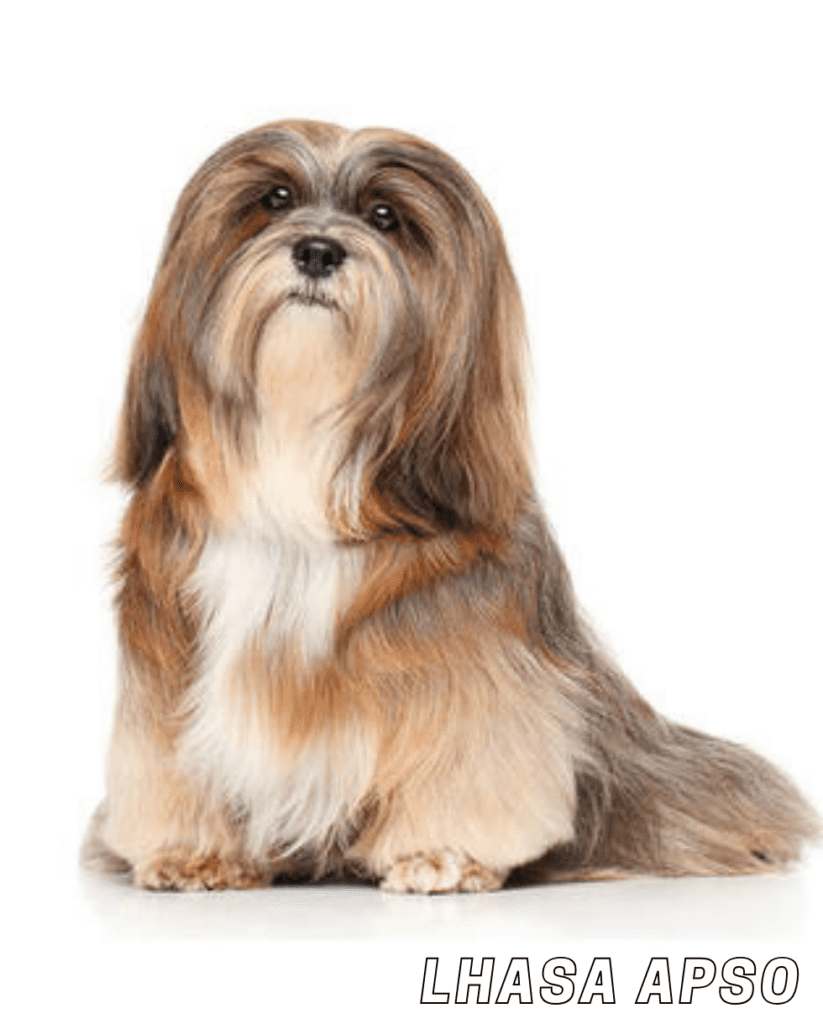 Small Dog Breed