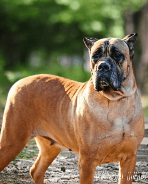 Strongest dog breed