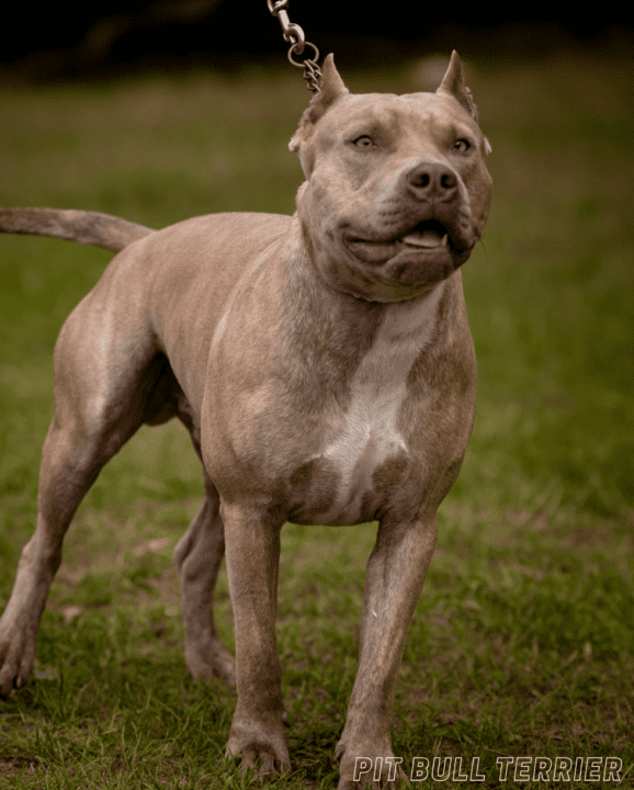 Most Dangerous Dog Breeds