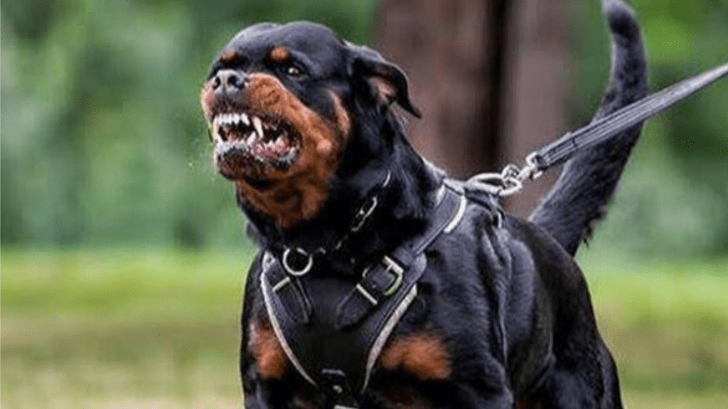 Aggressive dog breeds