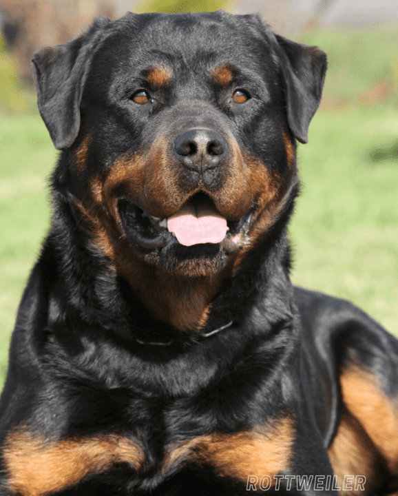 Most Dangerous Dog Breeds