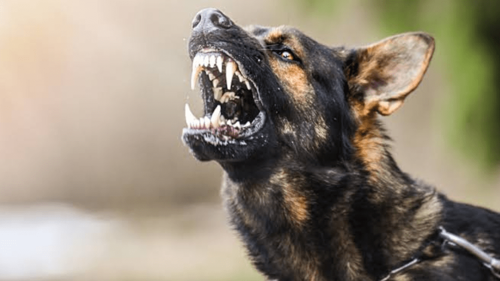 Aggressive dog breeds