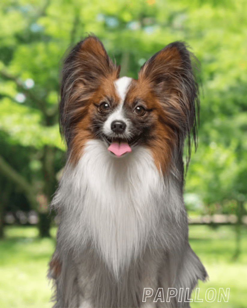 Small Dog Breed