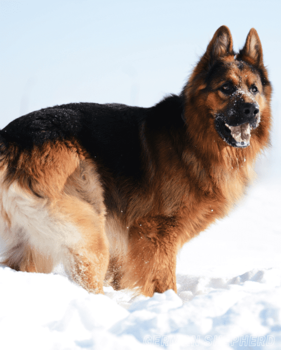 Most Dangerous Dog Breeds