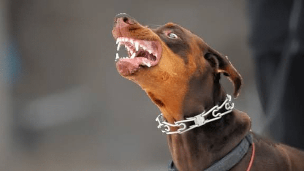 Aggressive dog breeds