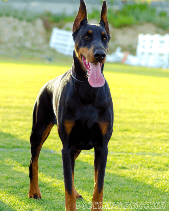 Most Dangerous Dog Breeds