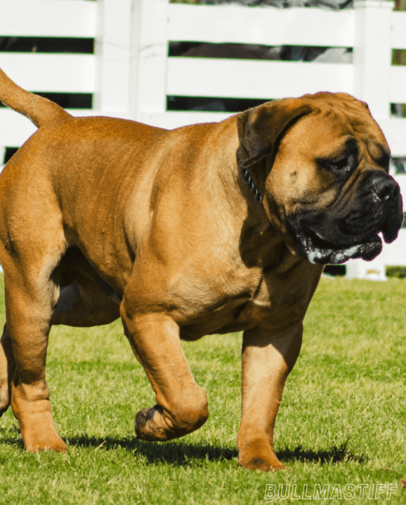 Most Dangerous Dog Breeds