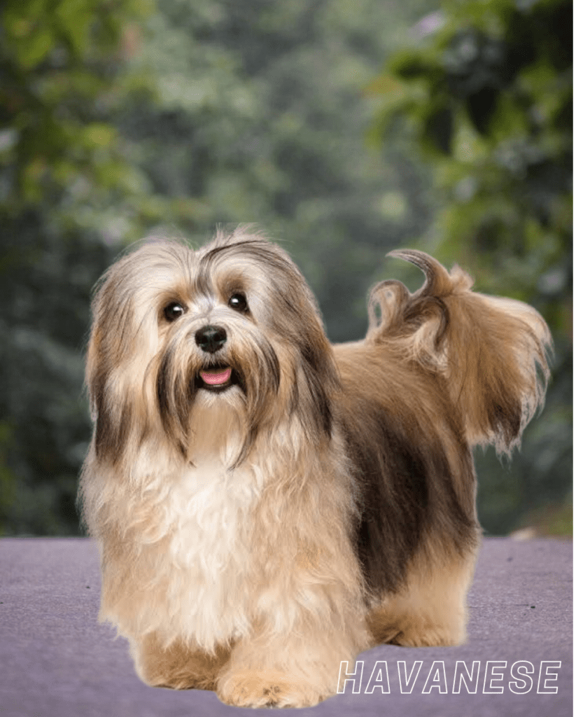 Small Dog Breed