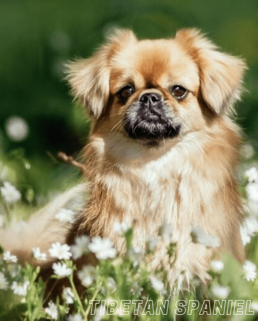 Small Dog Breed