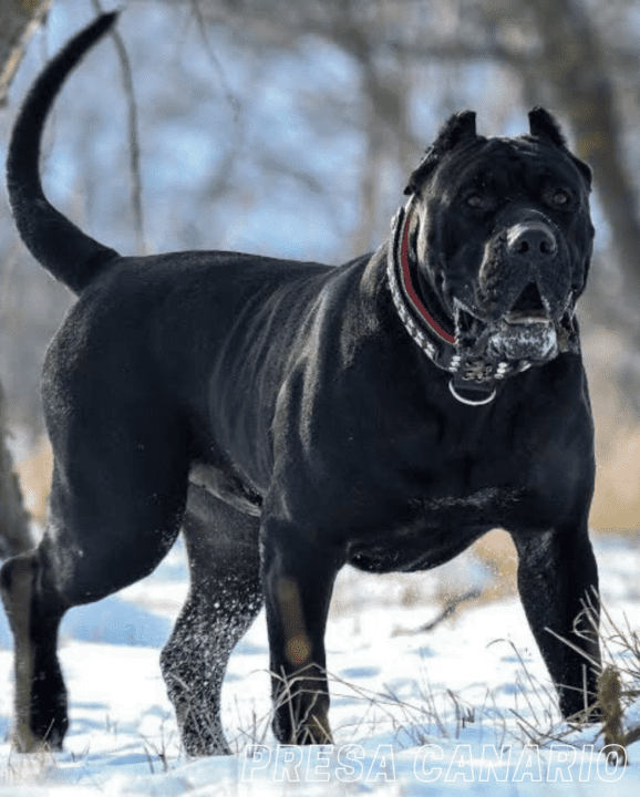 Strongest Dog Breed