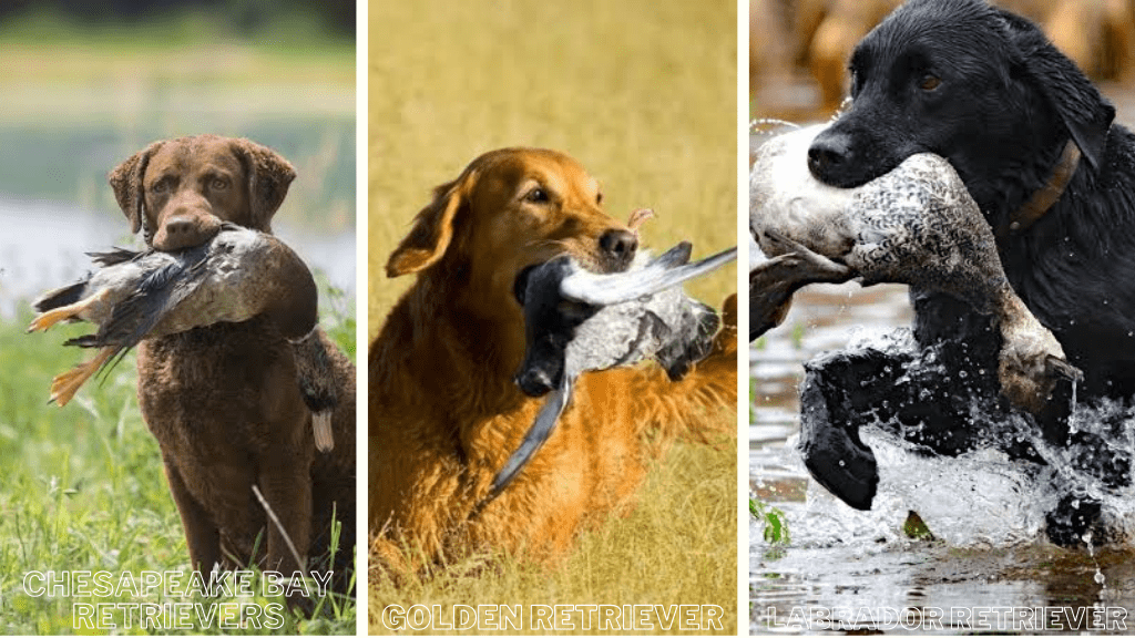 Hunting dog breeds