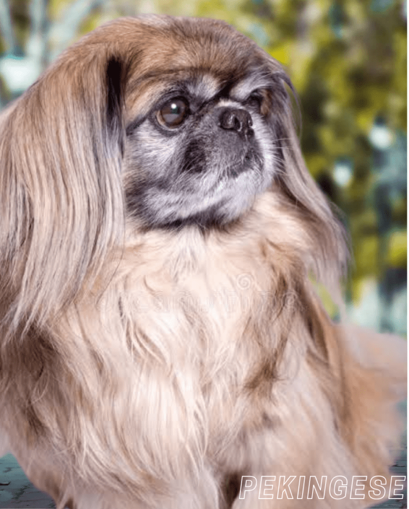 Small Dog Breed