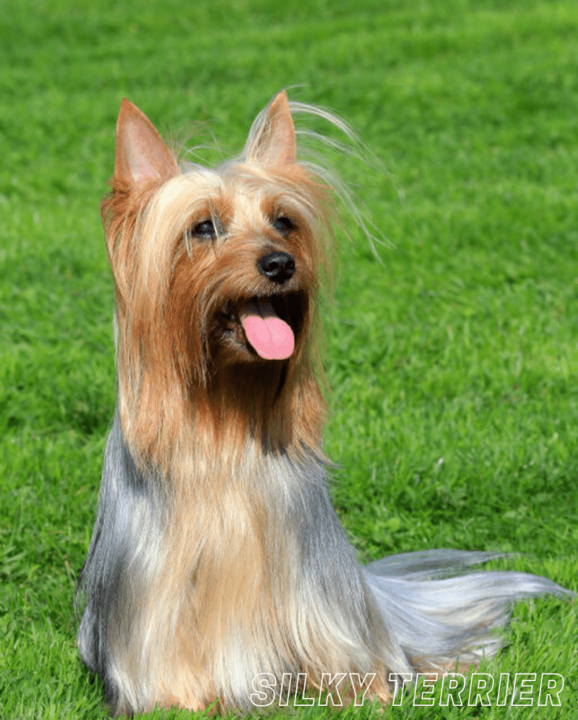 Small Dog Breed