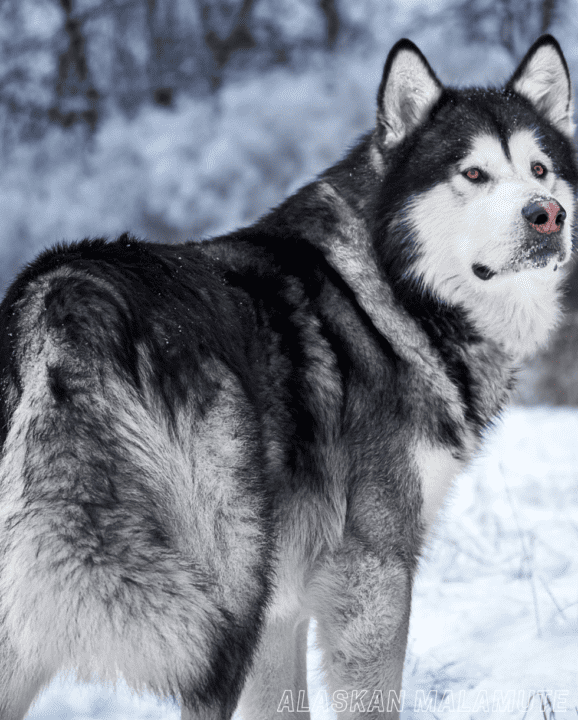 Most Dangerous Dog Breeds