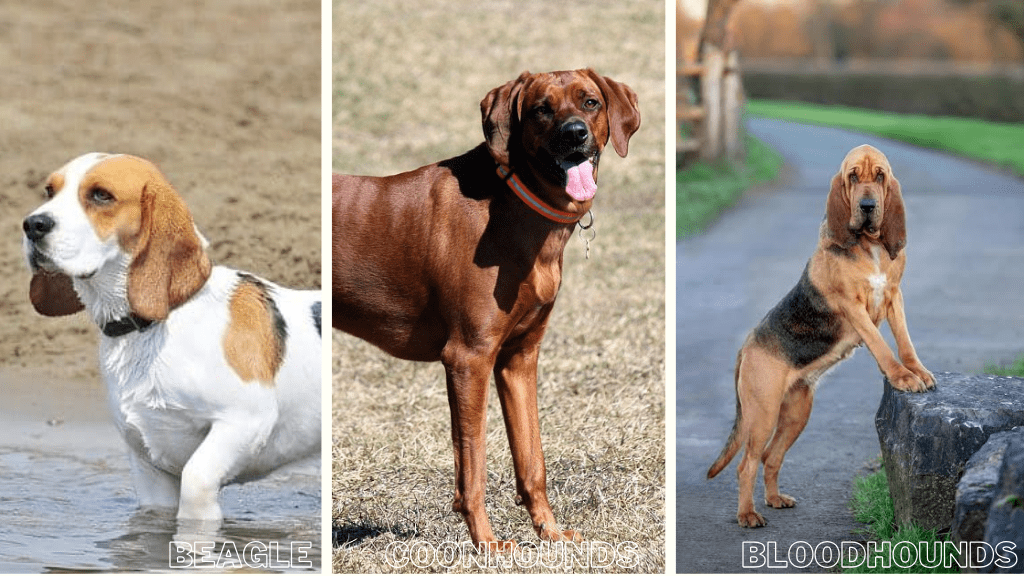 Hunting dog breeds