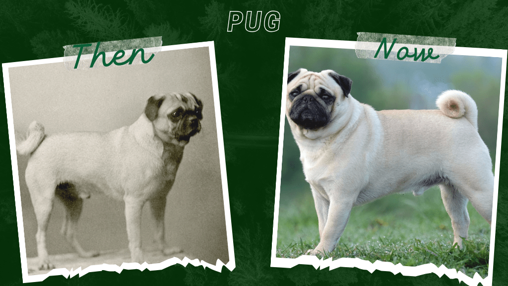 How dogs have evolved over 100 years