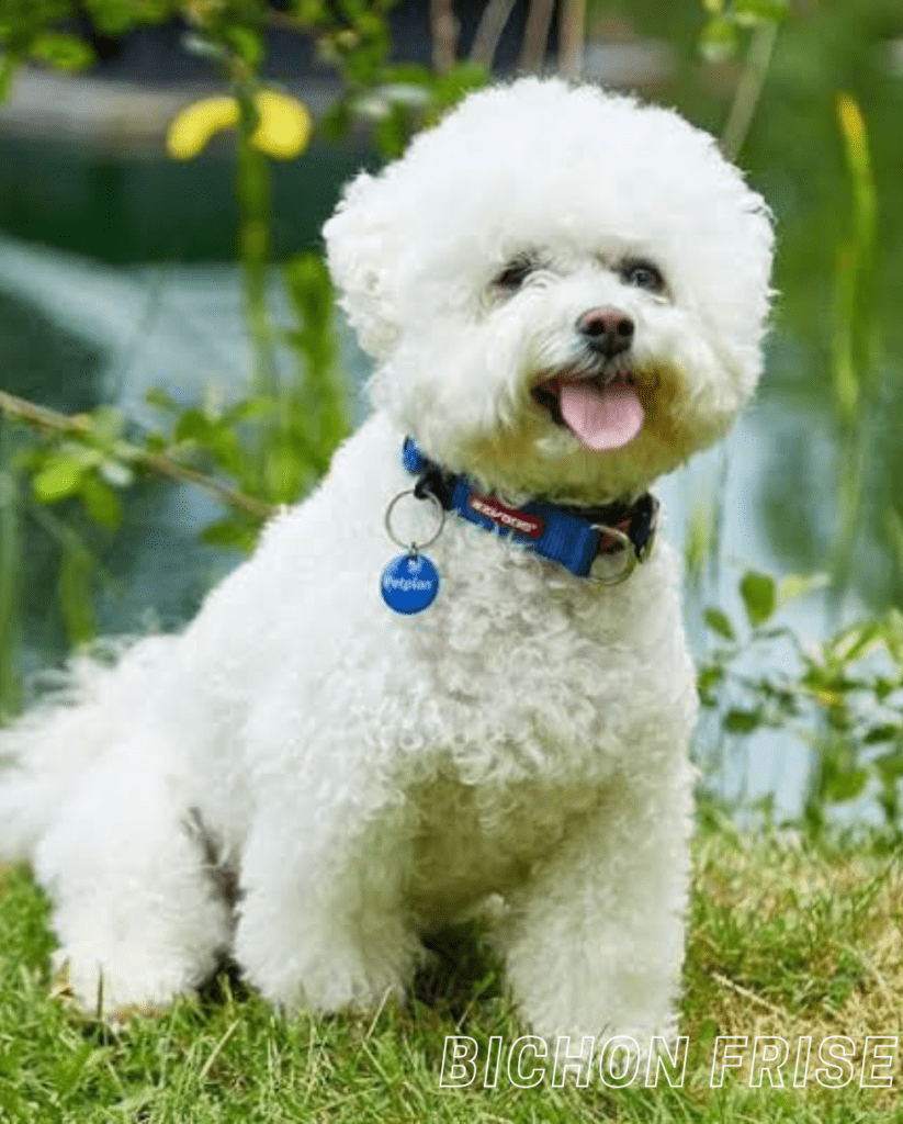 Small Dog Breed