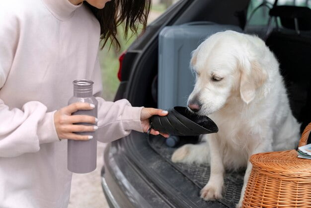 How to keep your dog cool in summer