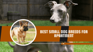 best small dog breeds for apartment