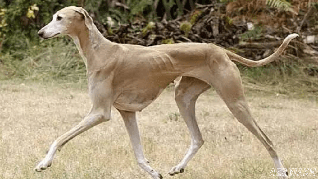 Rare dog breeds