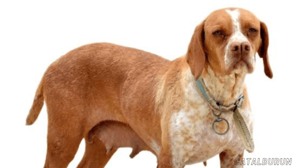 Rare dog breeds